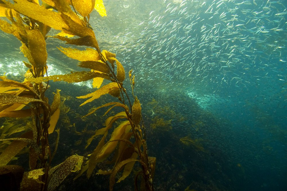 NSF Coastal SEES awardees are studying climate change effects on California Current fisheries.